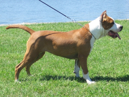 Shady Lady Ani M`Killkea | American Staffordshire Terrier 