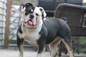 McMillan's Laila Ali | Olde English Bulldogge 