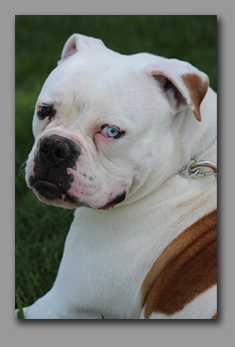 Birt's Oh Susannah | American Bulldog 