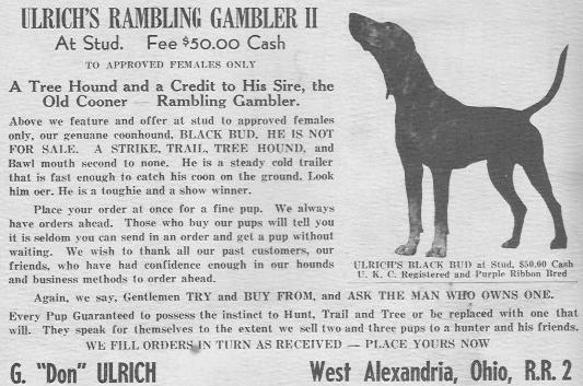 Ulrich Rambling Gambler II | Black and Tan Coonhound 