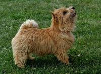 Bhelliorn Ballantines | Norwich Terrier 