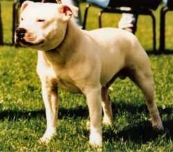 Barcud Silver Machine | Staffordshire Bull Terrier 