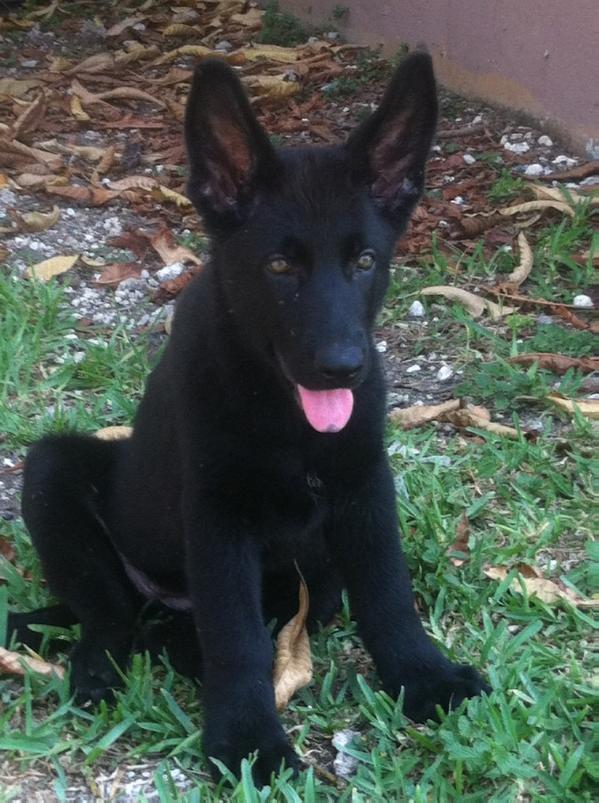 Daisy Vom Bata | German Shepherd Dog 