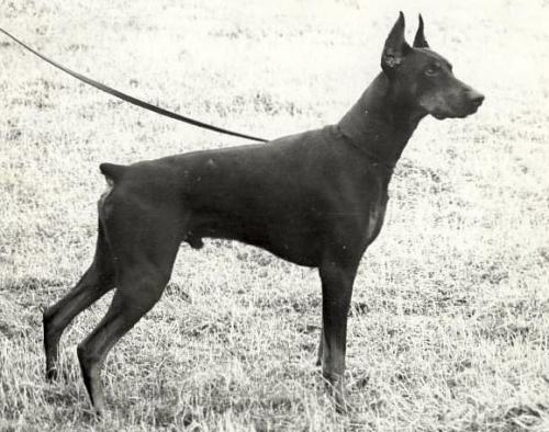 Sevod's Star Performance | Black Doberman Pinscher