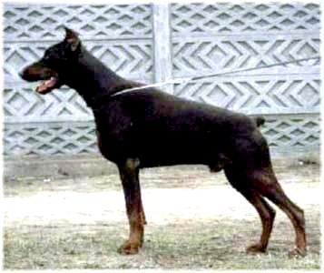 Brok Zamolxis | Brown Doberman Pinscher