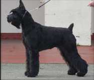 Skansen's One and Only | Giant Schnauzer 