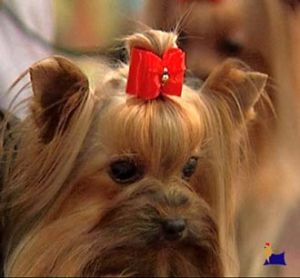 DURRER'S HELLS A POPPIN | Yorkshire Terrier 