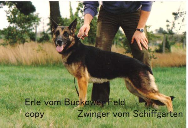 Erle vom Buckower Feld | German Shepherd Dog 