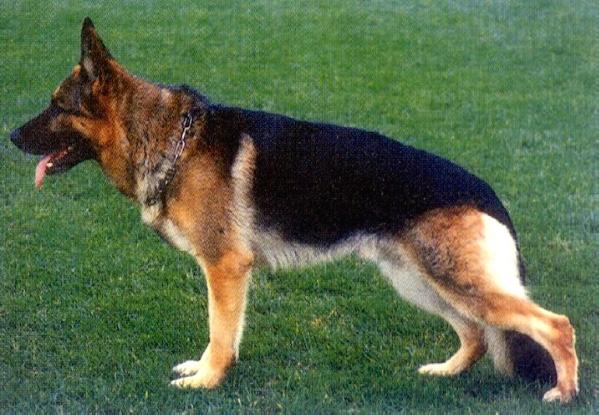 Cliff vom Hühnegrab | German Shepherd Dog 