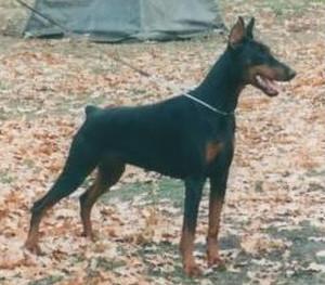 Dolly v. Märkischen Land | Black Doberman Pinscher