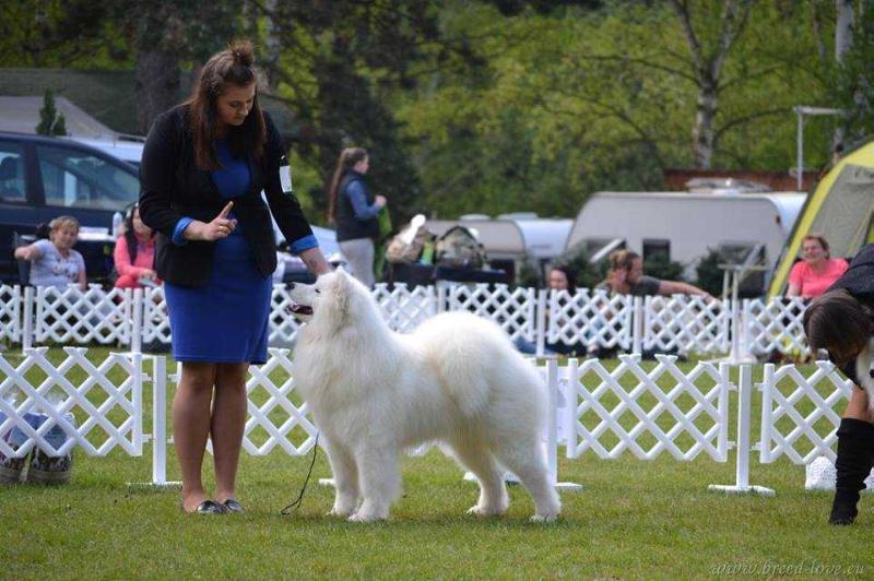 NORTH SIBERIAN LOVE Vidnavska Zare | Samoyed 