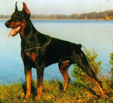 Falk v. Märkischen Land | Black Doberman Pinscher