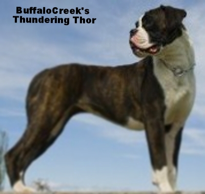 Aurora's Thundering Thor of BuffaloCreek | Olde English Bulldogge 