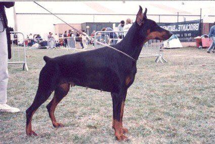 Vanja Sawages | Black Doberman Pinscher