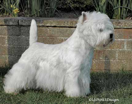 Bellevue Caught In The Act at Jillso | West Highland White Terrier 