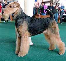 How Fanny Dancing Bee | Airedale Terrier 