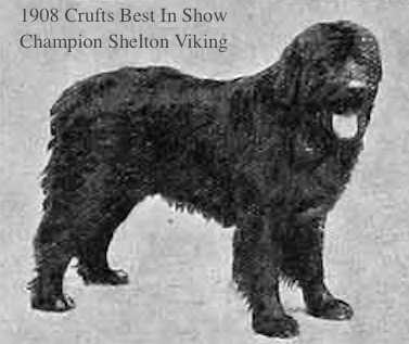 Shelton Viking [Lord Rosebery x Shelton Madge] | Newfoundland 