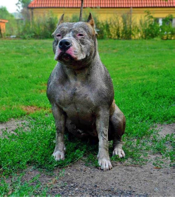 Aqua Queen | American Pit Bull Terrier 