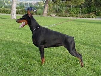 Virginia Betelges | Black Doberman Pinscher