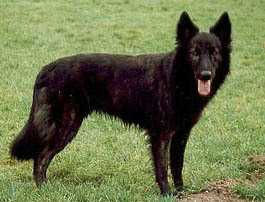 Mirrewil's Aura Cinnamon | Dutch Shepherd 