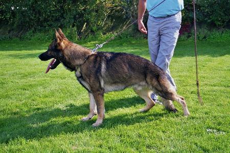 Jesko vom Hambacher Schloßblick | German Shepherd Dog 