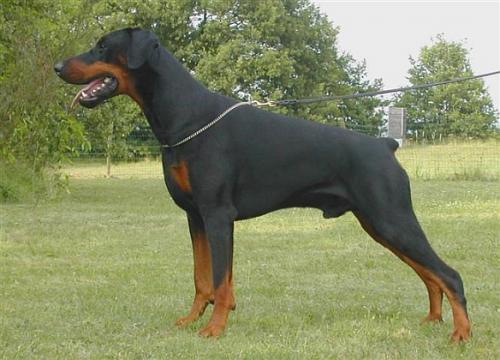 Ramonburg's Chinji | Black Doberman Pinscher