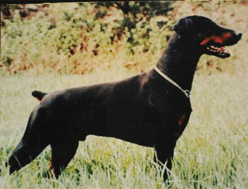 Skall-Jam's Don-Ramiro | Black Doberman Pinscher