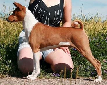 Bulldobas Whipper-Snapper | Basenji 