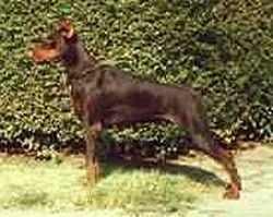 Berta Dobson | Brown Doberman Pinscher