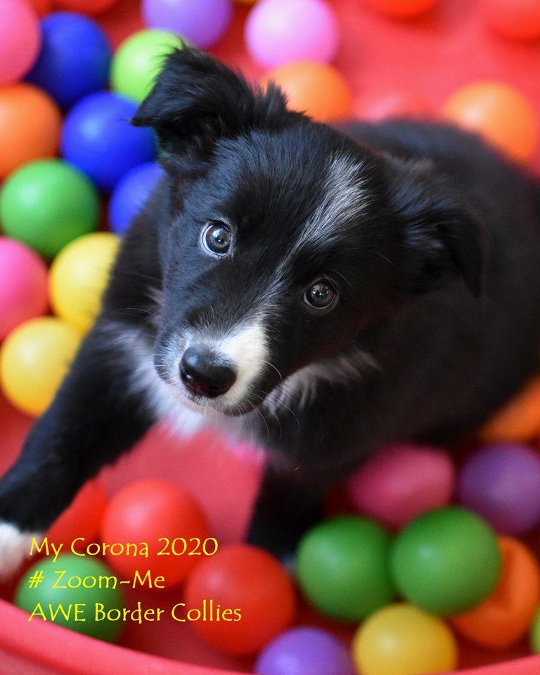 AWE2C Zoey Zamboni (Zoom-Me) | Border Collie 