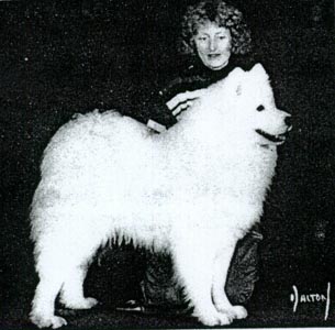 Golway Adventurer | Samoyed 