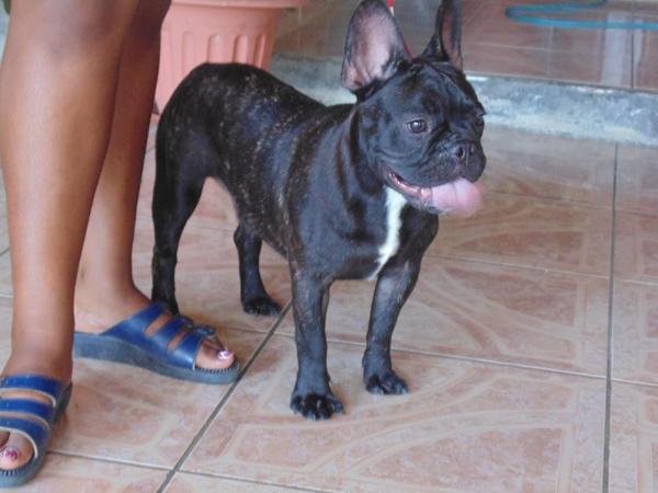 Blacka Hamarocka | French Bulldog 