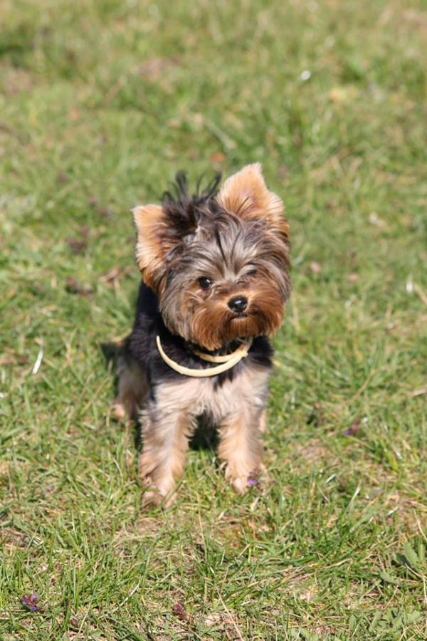 Angels in Heaven vom Mozers Schafer | Yorkshire Terrier 