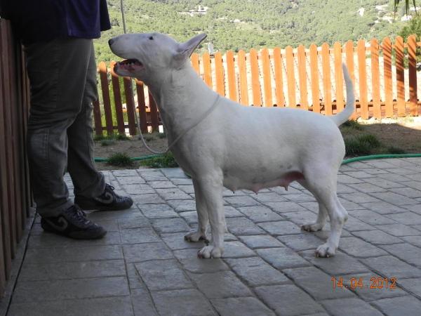 Lupita De Lord Bull | Bull Terrier 