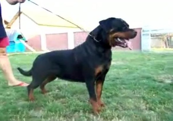 galla munga stam | Rottweiler 