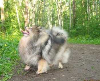 Ballada Anfara | German Spitz 