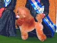 Trendicote Fireflame | Poodle 
