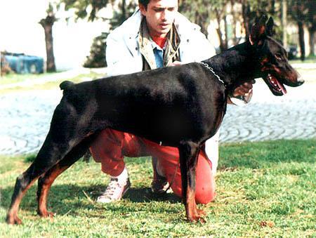 Votka di Altobello | Black Doberman Pinscher