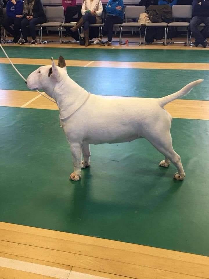 Dazlin Classy Lady | Bull Terrier 