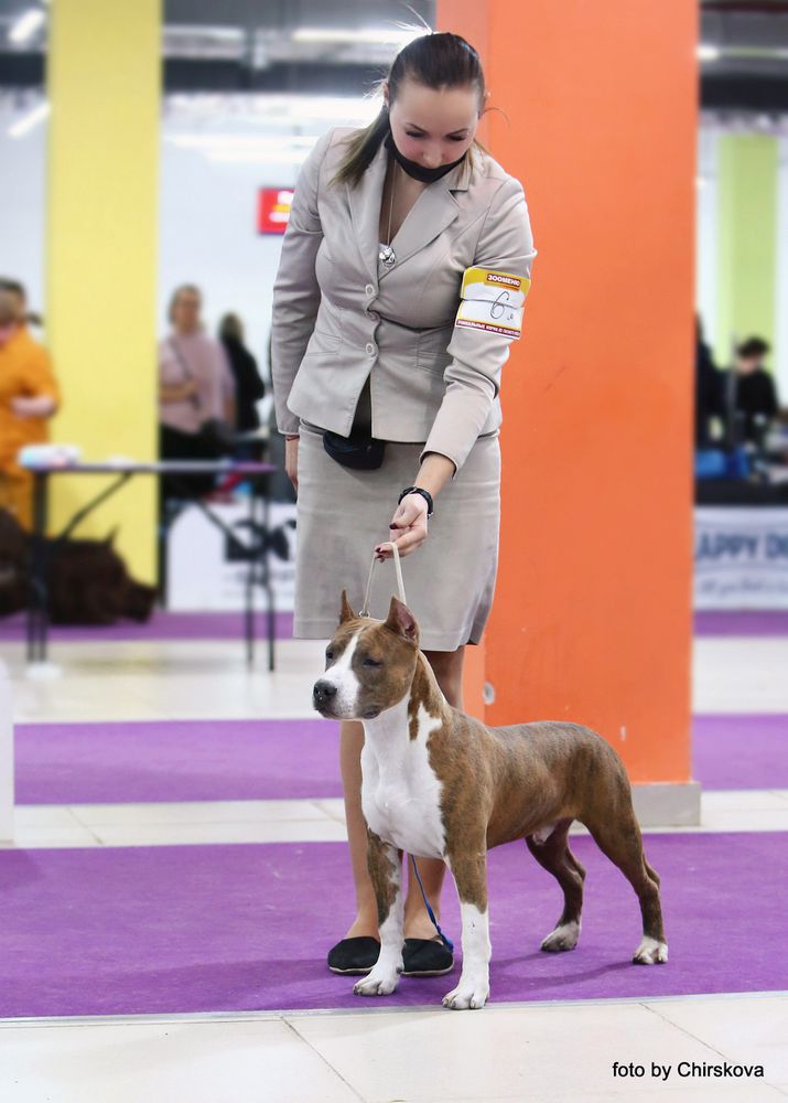 Staffisfaction Justice Fighter | American Staffordshire Terrier 