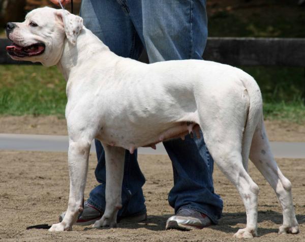 Bell's Fallen Angel of RnR  PH 43/42 | American Bulldog 