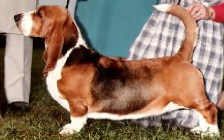 Sasquatch Sparkle Plenty | Basset Hound 