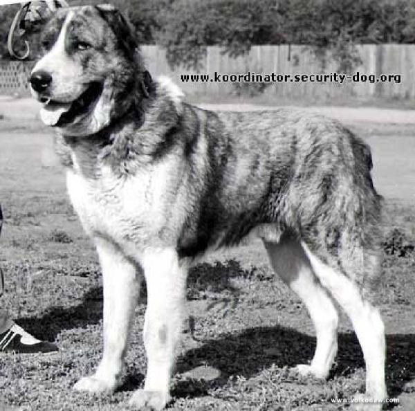 Sabir | Central Asian Shepherd Dog 