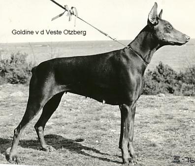 Goldine v.d. Veste Otzberg | Brown Doberman Pinscher