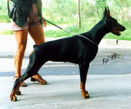 Sant Kreal Novella | Black Doberman Pinscher