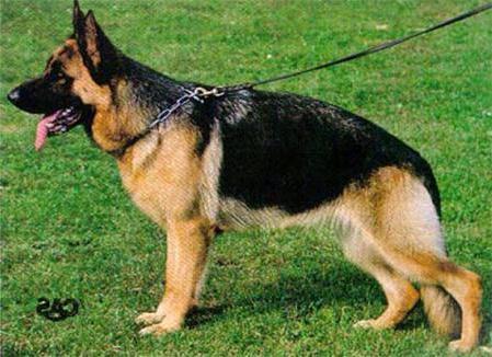 Cina van de Herdersfarm | German Shepherd Dog 