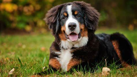 Bernese Mountain Dog