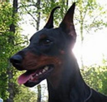 Sant Kreal Sun Shine | Black Doberman Pinscher