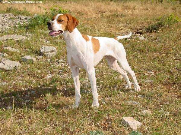 TAFNA DU MAS ZOUAVE | Pointer 