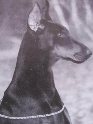 Gravin Isis v. Neerlands Stam (NHSB 429836) | Black Doberman Pinscher